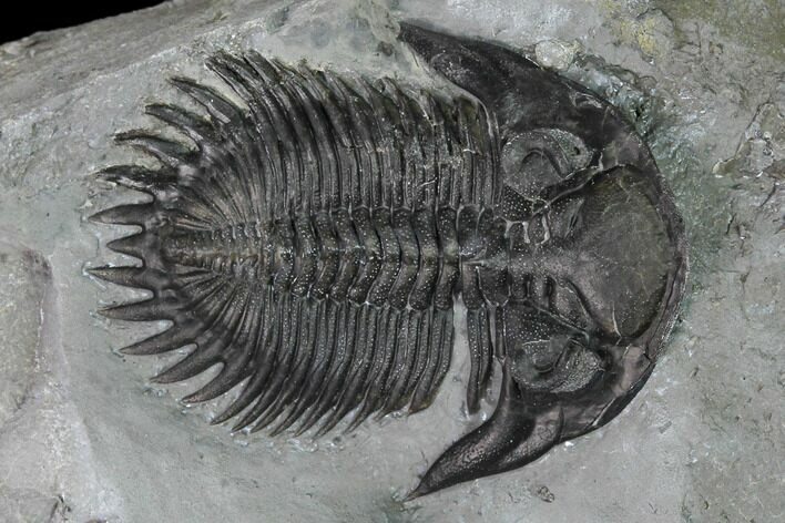 Bellacartwrightia Trilobite - New York #164297